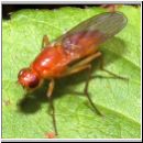 Dryomyza flaveola - Baumfliege 02.jpg